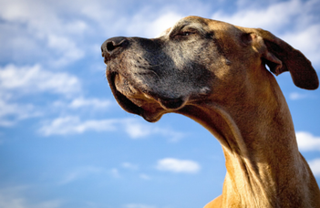 What is your dog’s human age?
