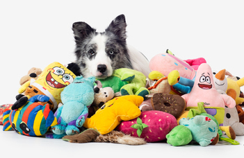 A glimpse into the dog’s mind: A new study reveals how dogs think of their toys