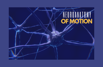 Neuroanatomy of motion