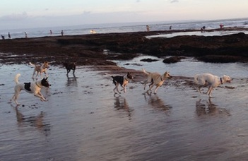 Companion and free-ranging Bali dogs