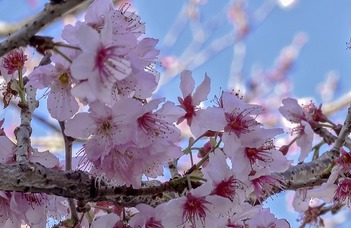 Cherry Blossom Festival