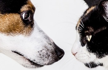 Do you get the point? – Are dogs or cats more skilled in relying on human pointing gestures?