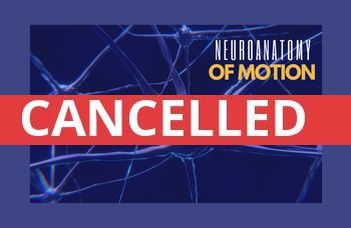 Neuroanatomy of motion