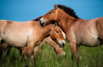 Hungarian researchers reveal the complex society of wild horses by drones