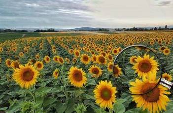 Sunflower inflorescences absorb maximum light energy if they face east