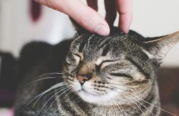 Companion cats – as their owners see them