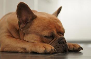 Differences in the dog-owner attachment are reflected in dog's sleep