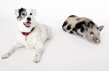 Wired for voices: Conserved brain responses in mammals