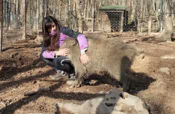 Do wild animals have a favourite human? A study with hand-raised wild boars