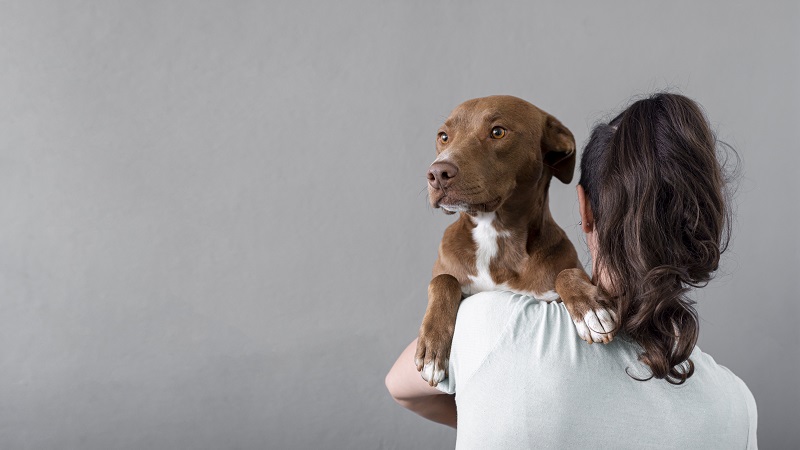 ELTE kutatás: a kutyák tudják, ha útban vannak az ember számára - Az Én Kutyám