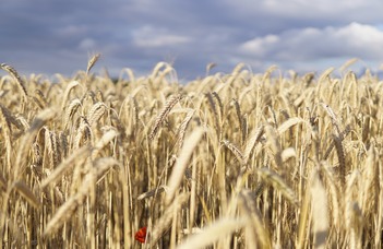 Kiszagolja a mezőgazdasági kártevőket az e-orr