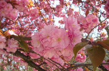 Sakura ünnep