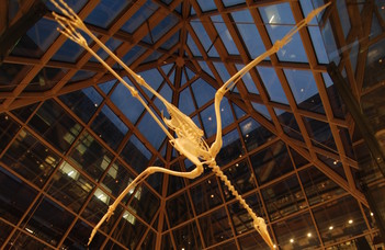 Az Egyetem megnyitja kapuit: Biológiai és Paleontológiai Gyűjtemény