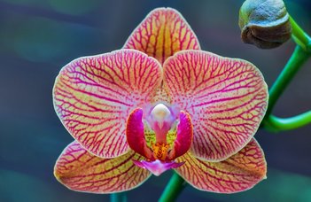 Orchideák és rovarfogók