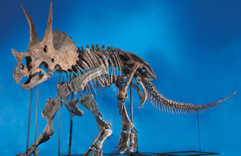 A dinoszauruszok koponyájának különös díszítettsége