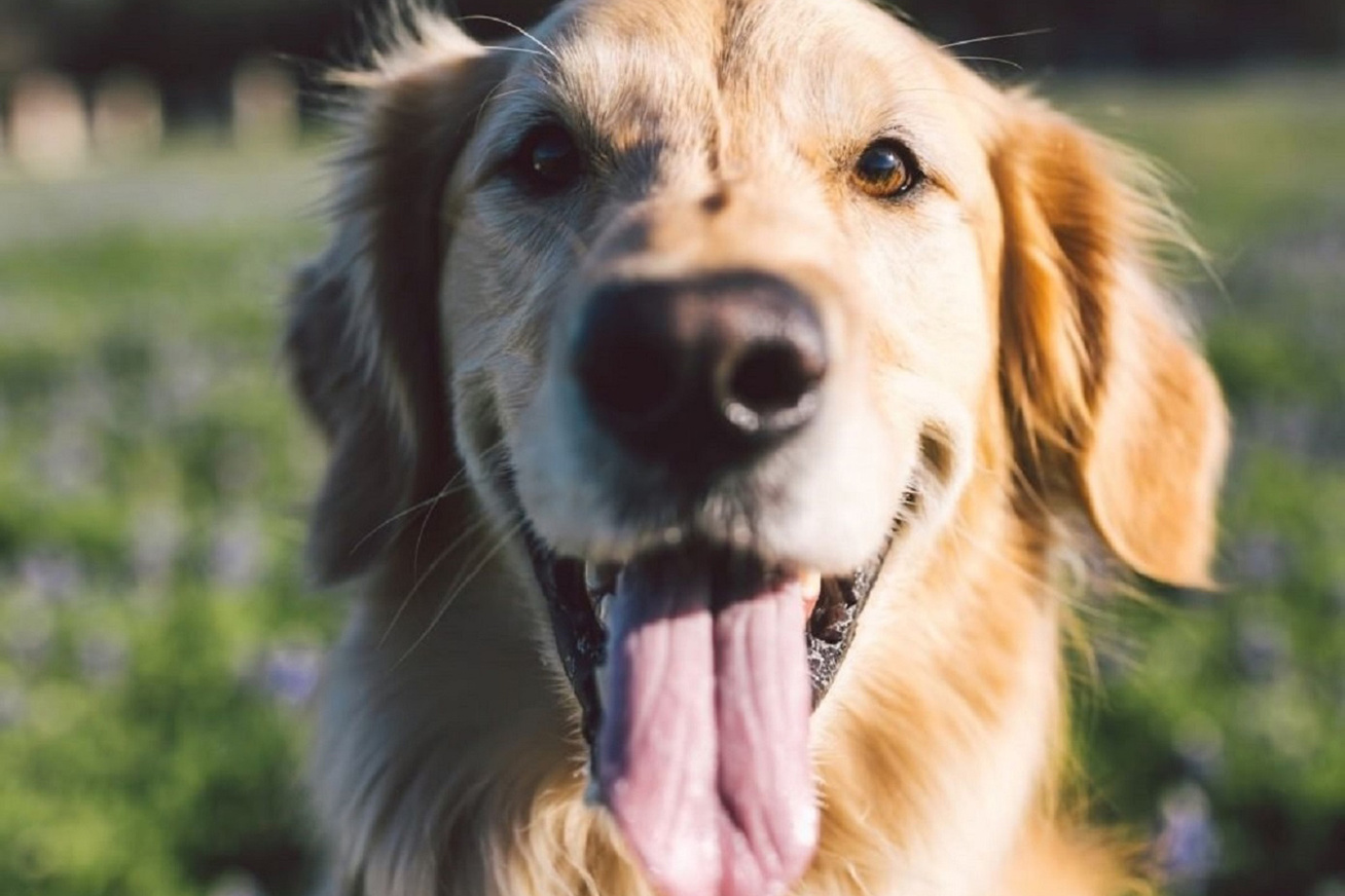 Отличный день стать собакой 3. Радостный пес. Счастливая собака. Хоуи счастливый пес. Счастливая собака фото.