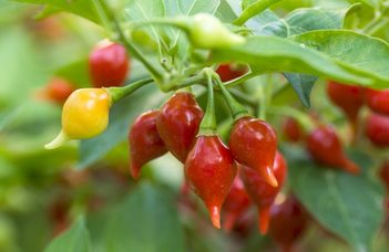 A chili napja