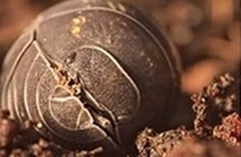 A mikroműanyagok hatására kockázatvállalóbbak lesznek az ászkarákok