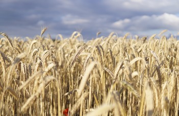 Helyreállt az ősi gabonatermelési és -fogyasztási rendszer Európában