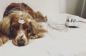 Alvás és orsó: alvásfüggő tanulási mechanizmus kutyáknál