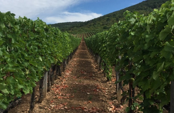 A furmint szőlőfajta gombaközösségeit vizsgálták