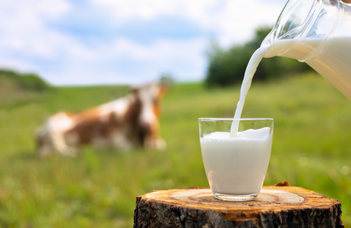 Hogyan alakult ki a tejcukor-tolerancia Európában?