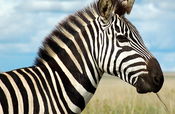 Miért csíkos a zebra és mi a haszna ebből az embernek?