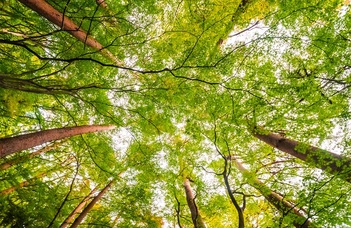 A fák csökkentik a globális felmelegedés hatását