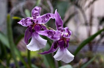 Orchidea- és broméliakiállítás