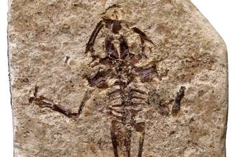 13 millió éves lelet az ELTE örökségéből (NatGeo/24.hu)