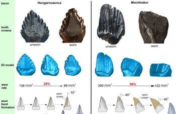 Amiről a dinoszauruszfogak mesélnek