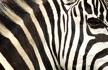 A zebrák segítették a bögölycsapda megújítását
