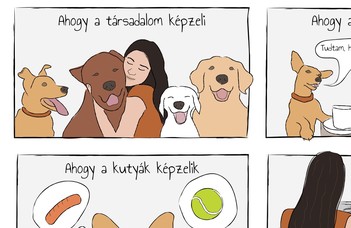 Bognár Zsófia mémje egy etológus átlagos munkanapjáról