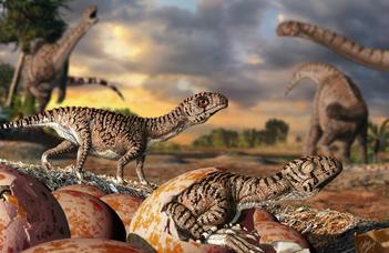 Miről árulkodik a legidősebb dinoszaurusztojások héjszerkezete?
