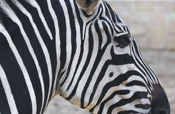 Új magyarázat született a zebracsíkok szerepére
