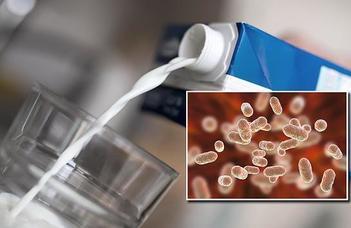 Antibiotikum és tej