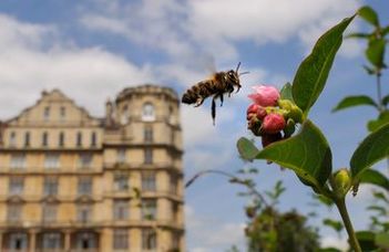 Méhészet a nagyvárosban
