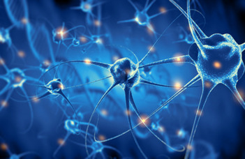 Új felfedezés az idegrendszeri fejlődési rendellenességek megértésében