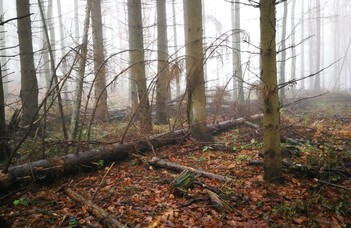 Összefogás a bükki Őserdőért