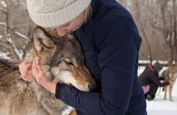 A farkasok is hiányolják nevelőjüket elváláskor